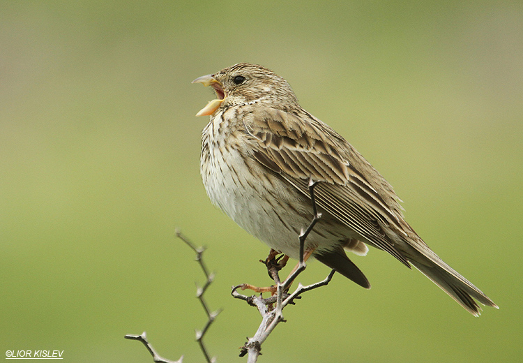     Corn Bunting Miliaria calandra ,mt  Susita Golan  01-03-12   Lior Kislev                          